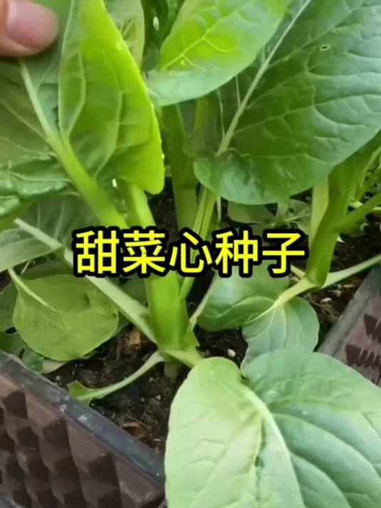 四季播四九菜心种子 抗热耐湿 25 天收菜超轻松