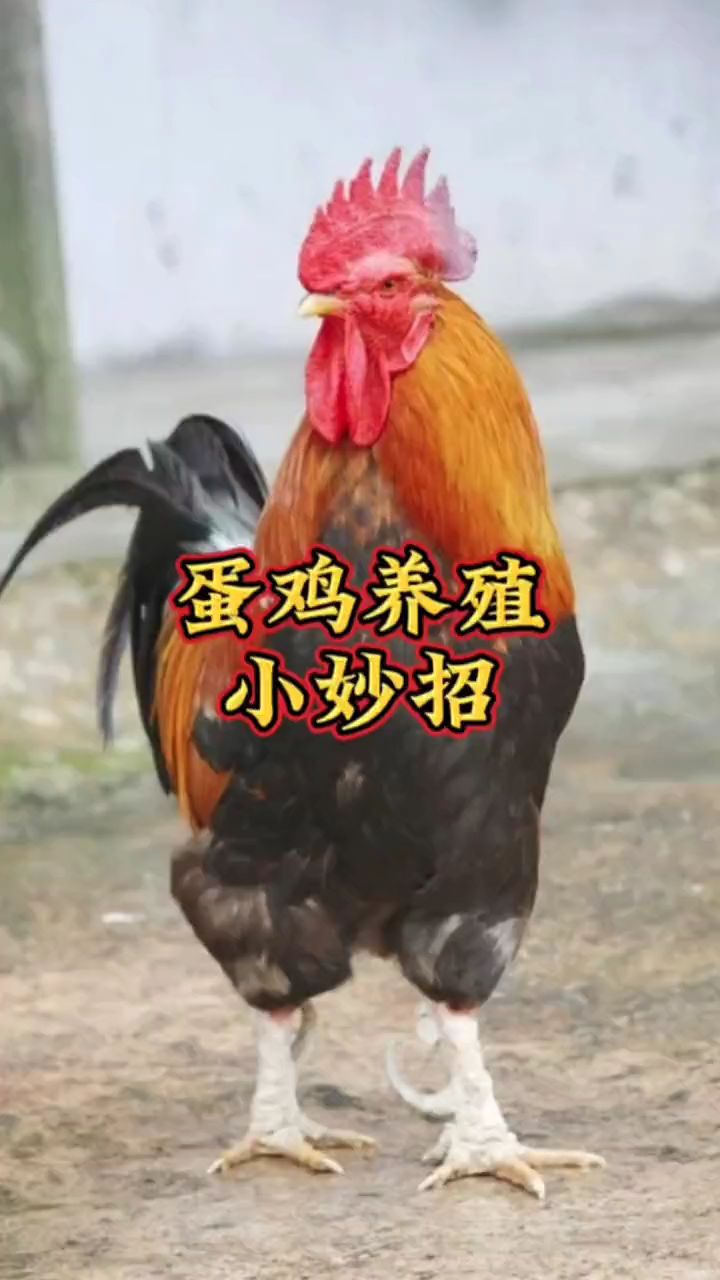 蛋鸡养殖小妙招