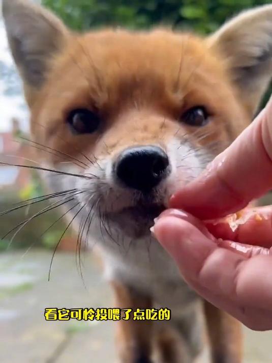 狐狸偷鸡,你们见过吗?