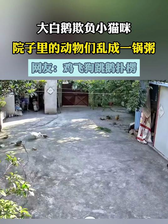 大白鹅欺负小猫咪,院子里的动物们乱成一锅粥