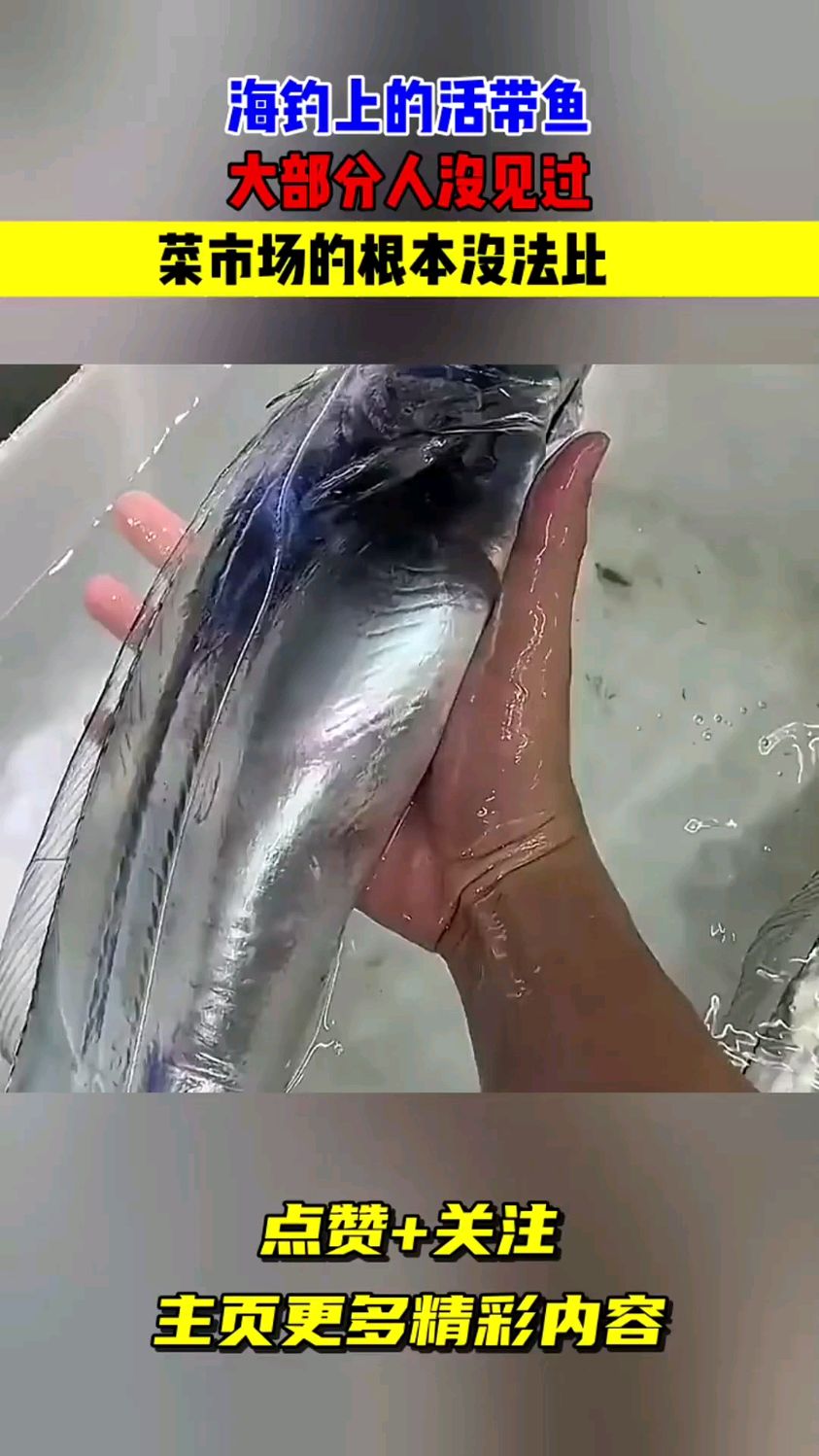 海里钓上来的活带鱼,大部分人没见过,菜市场的根本没法比