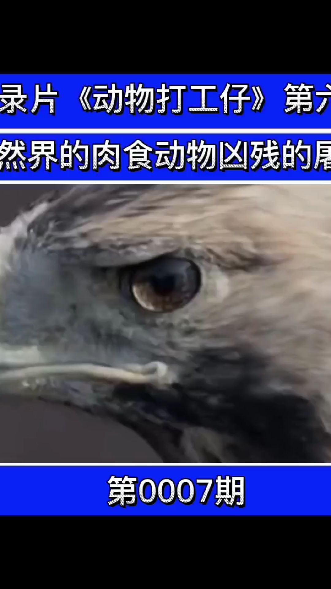 纪录片《动物打工仔》第六集自然界的肉食动物凶残的屠夫