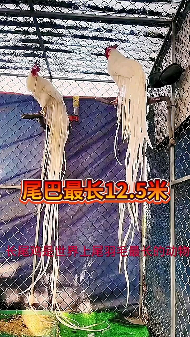 尾巴最长的鸡