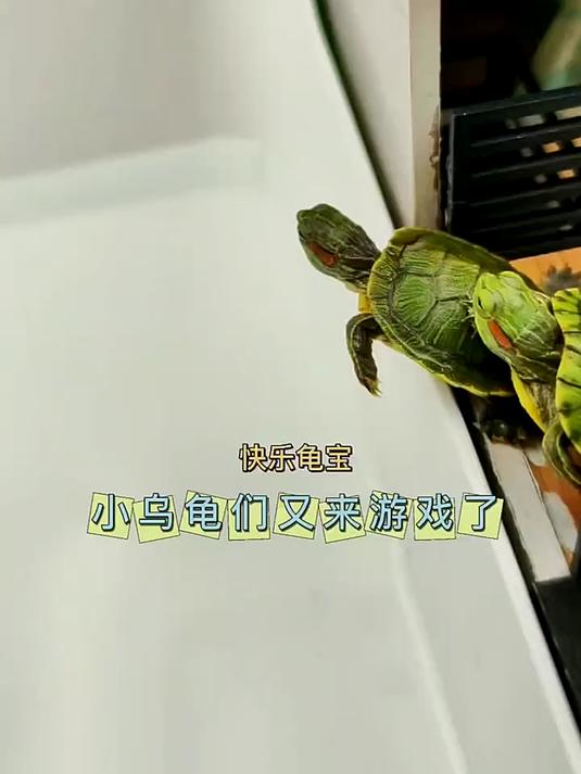 小乌龟们又又来游泳了
