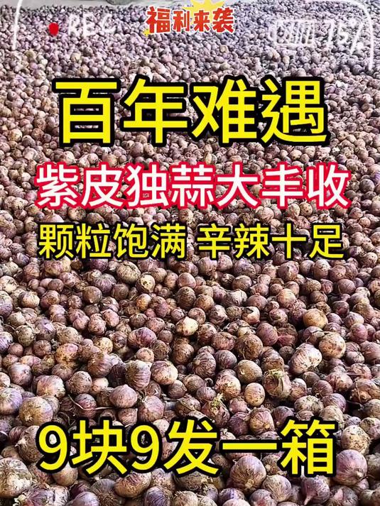 紫皮独头蒜炒菜特别香炒菜糖醋蒜腌腊八蒜都可以
