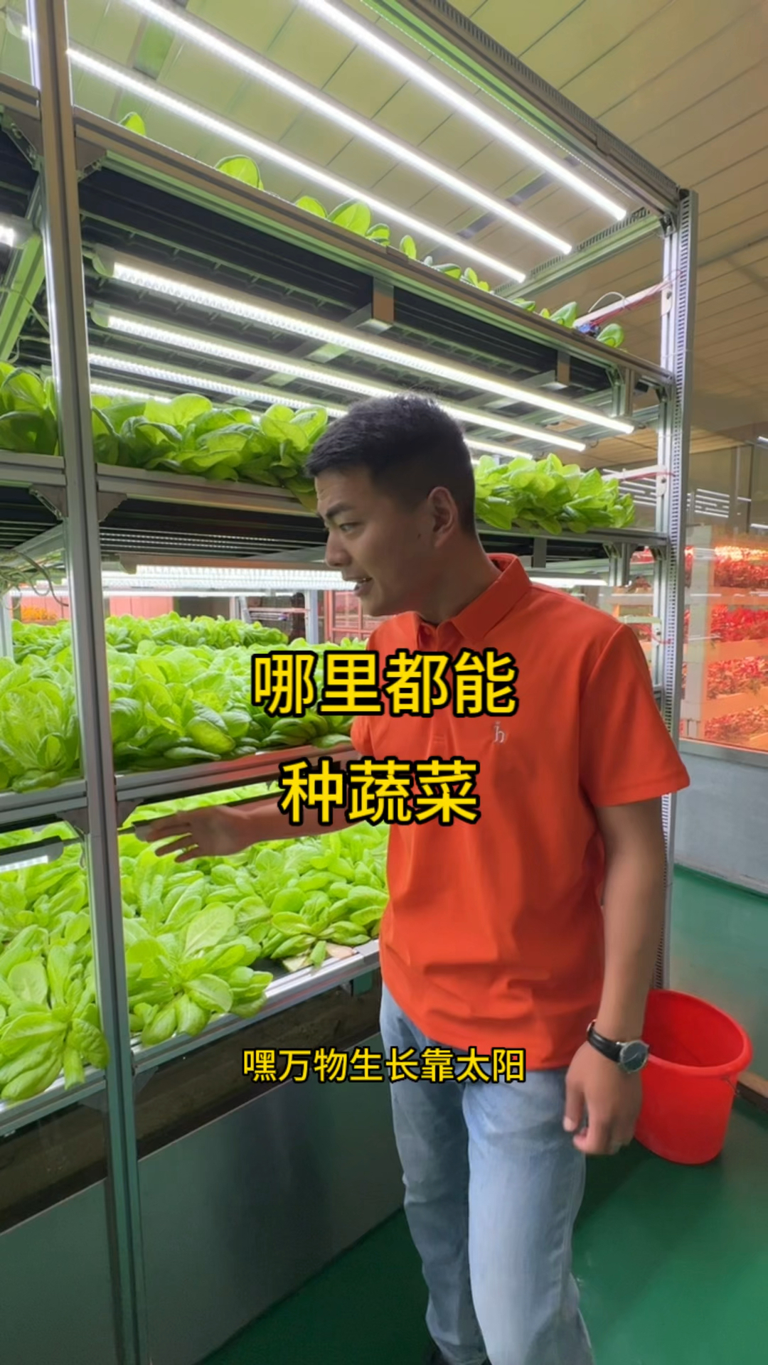 植物工厂,在任何地方都可以利用它来种菜。#智慧农业 #种植基地 #绿色有机蔬菜
