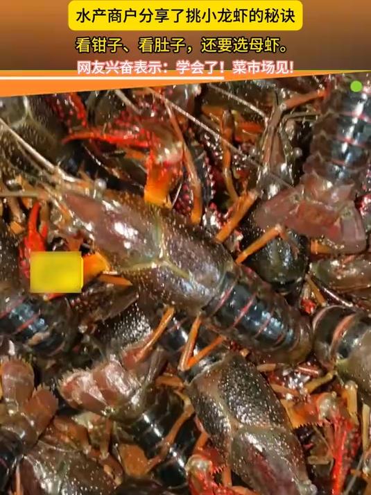 水产商户分享了挑小龙虾的秘诀：看钳子、看肚子，还要选母虾
