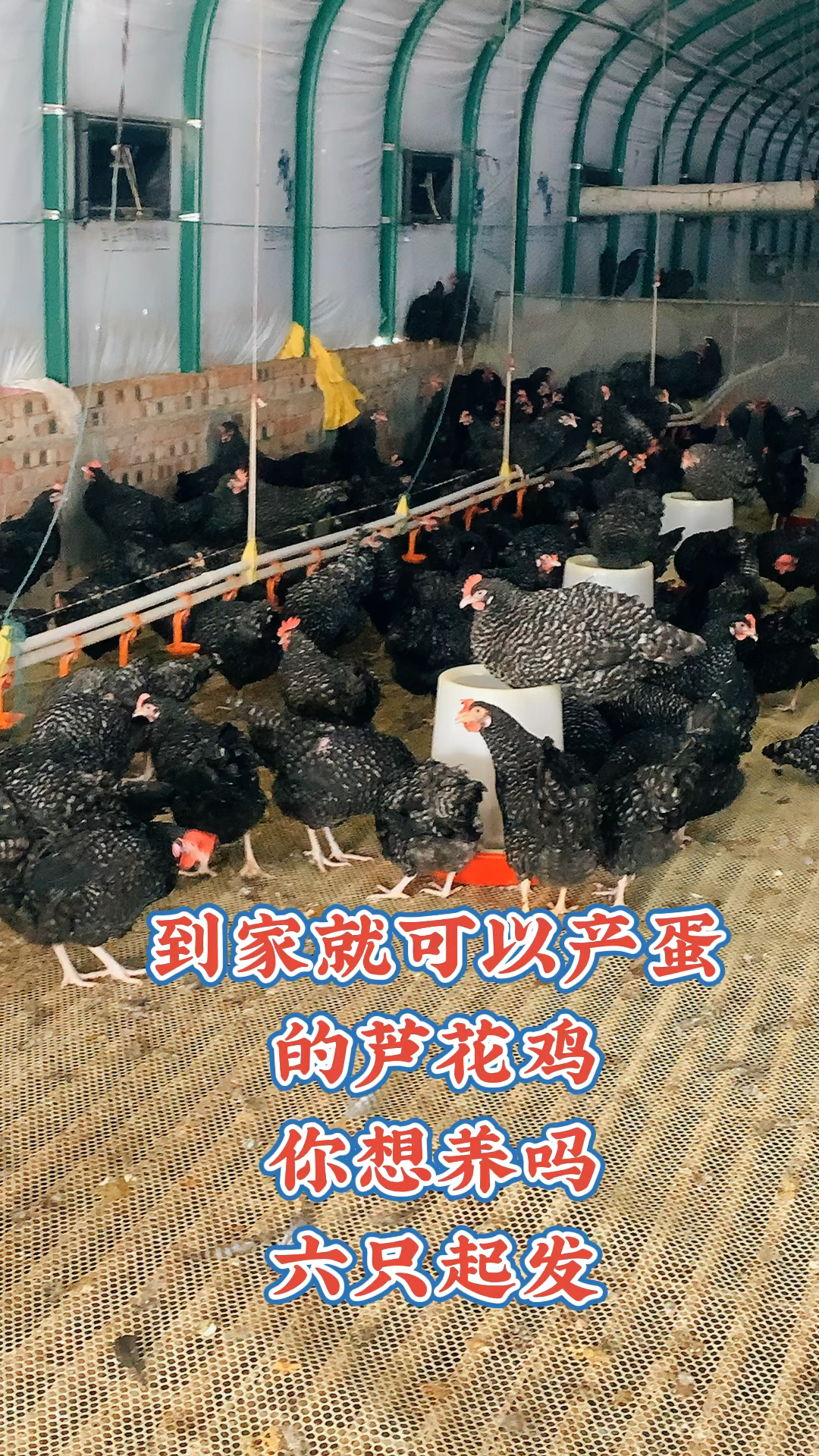 成年下蛋芦花鸡,脱温芦花鸡苗价格美丽,下蛋芦花鸡多少钱一只