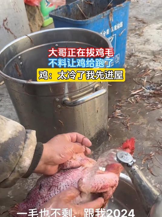 大哥正在拔鸡毛,不料让鸡给跑了,鸡:太冷了我先进屋
