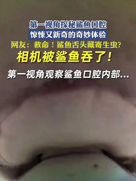 第一视角探秘鲨鱼口腔,惊悚又新奇的奇妙体验!