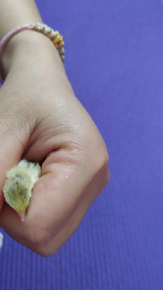 刚出生的小鸡会自己找水喝吗?快来看看他们是怎么喝水的吧