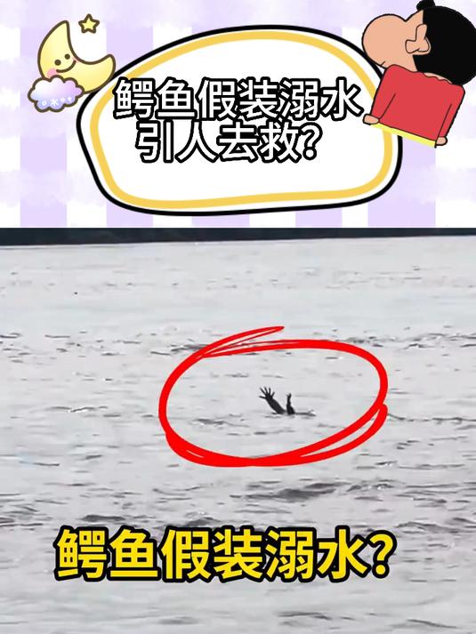 鳄鱼假装溺水引诱人下水去救人?