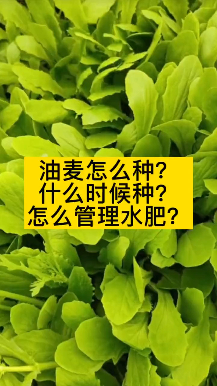油麦菜的种植方法和时间