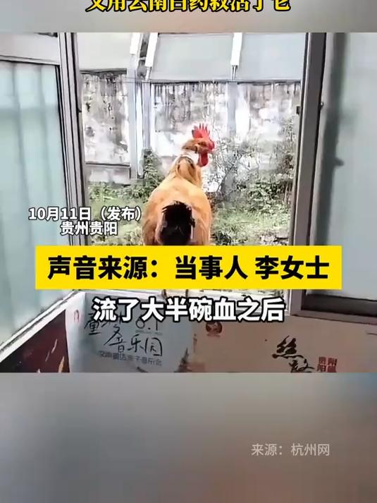 女子打算杀鸡，结果杀到一半看它可怜、又用云南白药救活了它