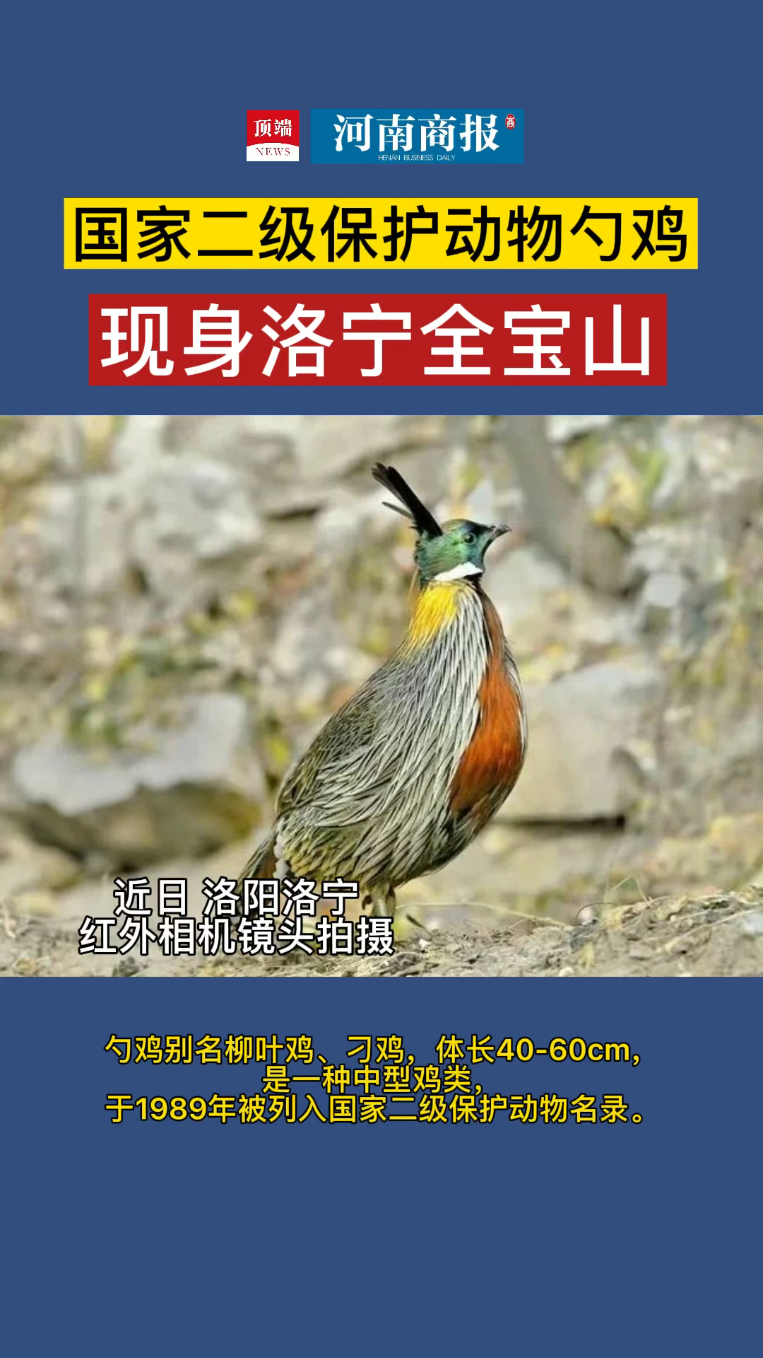 国家二级保护动物勺鸡现身洛宁全宝山!