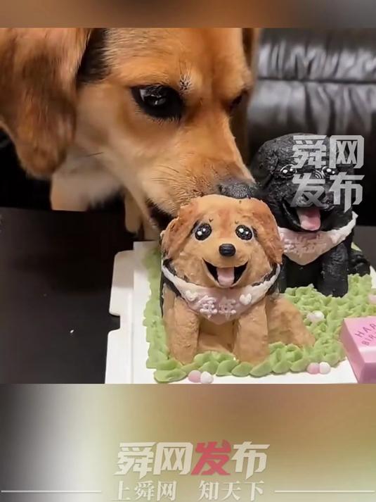 主人用别样的方式给狗狗过生日，狗狗为什么只吃自己的那块蛋糕？网友：“刀”来的猝不及防