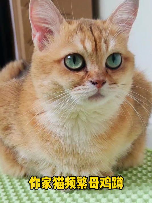 猫咪频繁母鸡蹲!还经常呕吐!你可别不当回事了