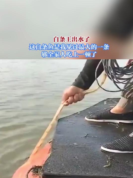 这白条鱼是我见过最大的一条,够全家人吃上一顿了