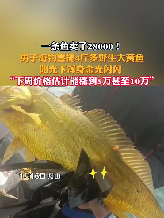 男子海钓喜提4斤多野生大黄鱼,价格估计能涨到5万甚至10万