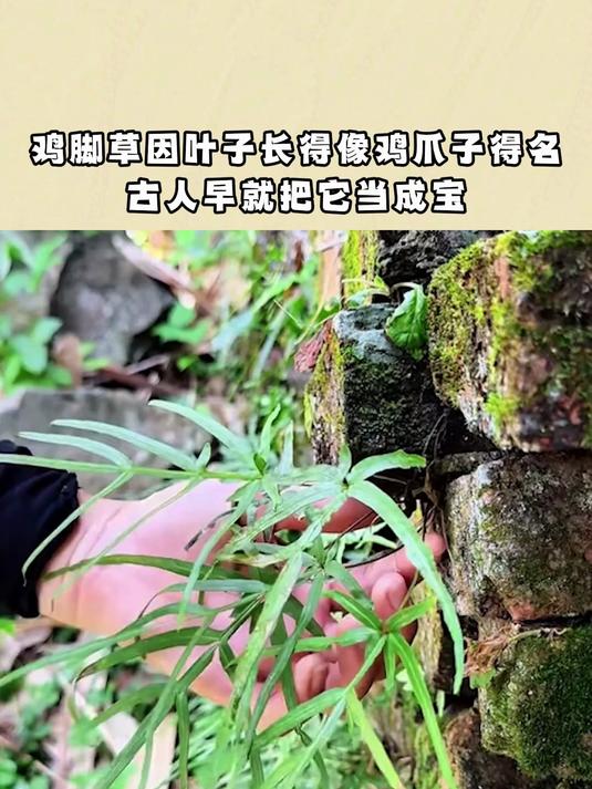 鸡脚草因叶子长得像鸡爪子得名,古人早就把它当成宝