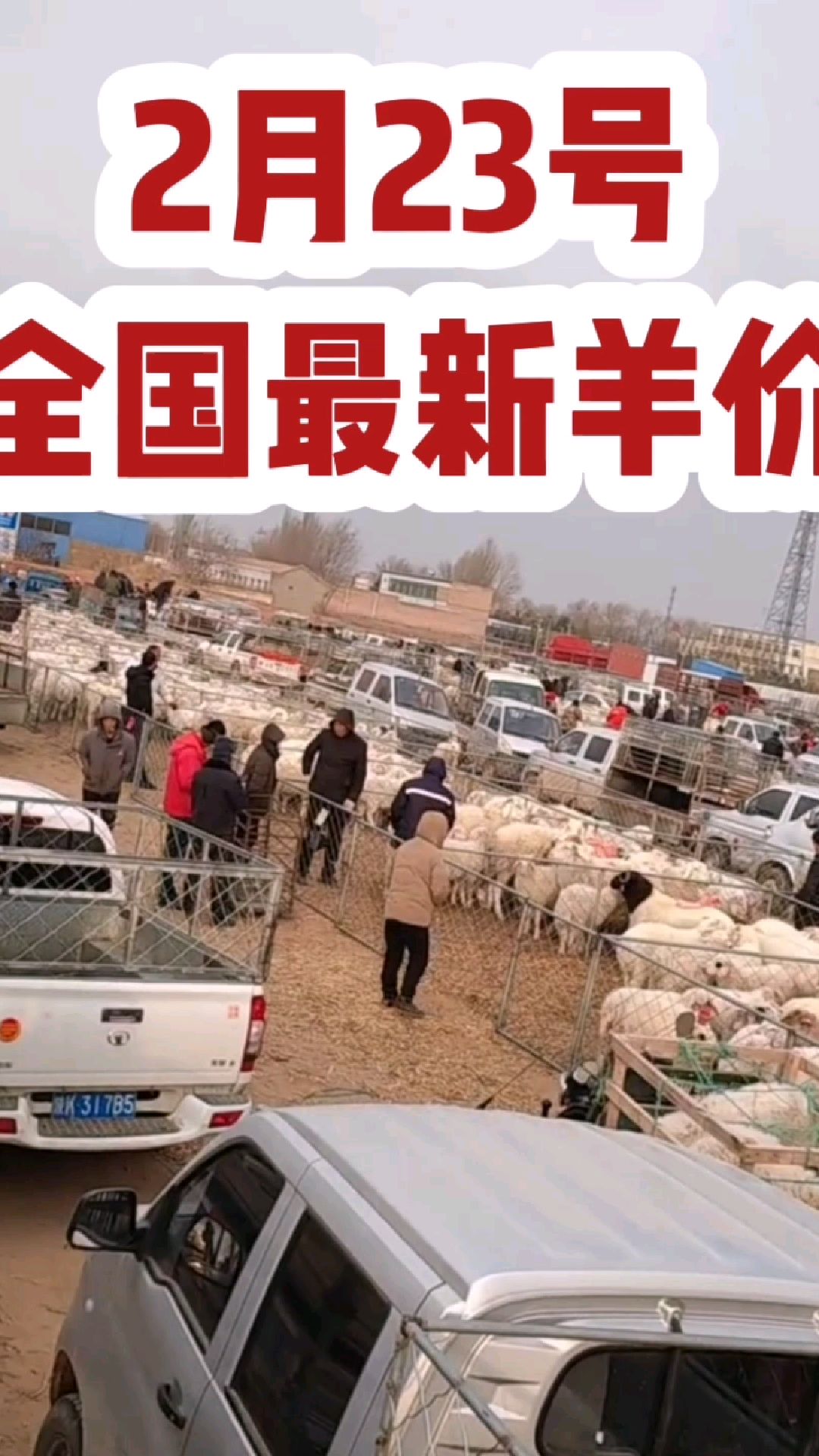 2月23号全国最新羊价 #羊价 #今日羊价 #活羊价格