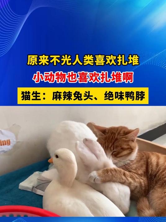 原来不光人类喜欢扎堆,小动物也喜欢扎堆啊!猫生:麻辣兔头、绝味鸭脖