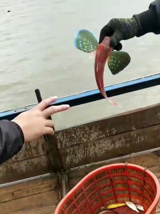 红娘子鱼怎么还有翅膀呢