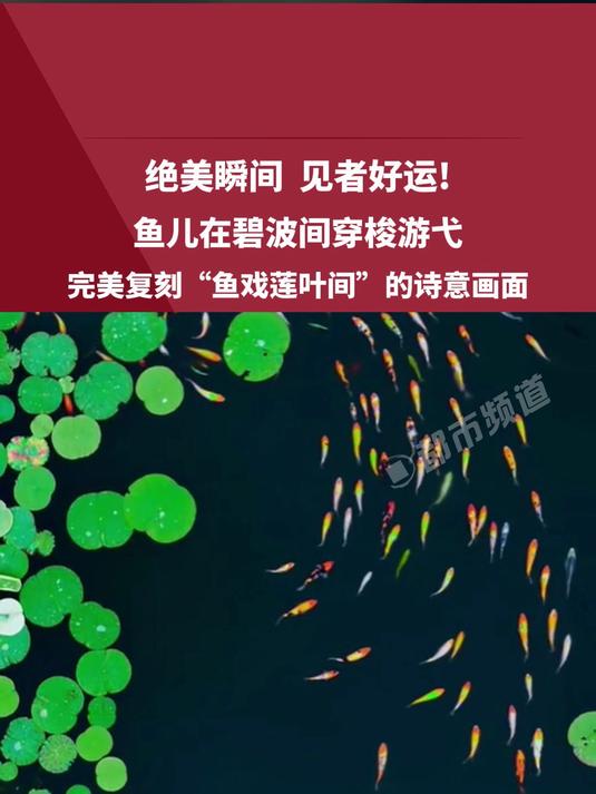 绝美瞬间 见者好运!鱼儿在碧波间穿梭游弋,完美复刻“鱼戏莲叶间”的诗意画面。玩了个很新的东