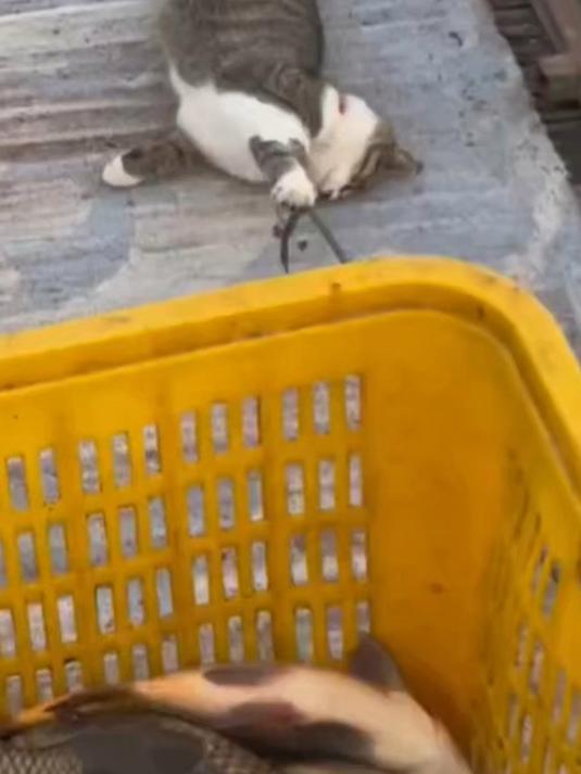 抱了一筐鱼猫猫在身后紧紧抓着，心有“鱼”而力不足具象化