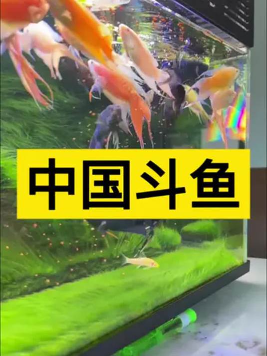 养好中国斗鱼,这些技巧你知道吗?实战分享