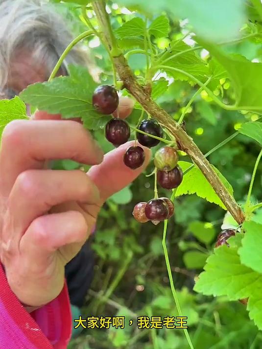 跟婆婆一起摘菜园里的黑加仑,做酸甜可口的黑加仑酱