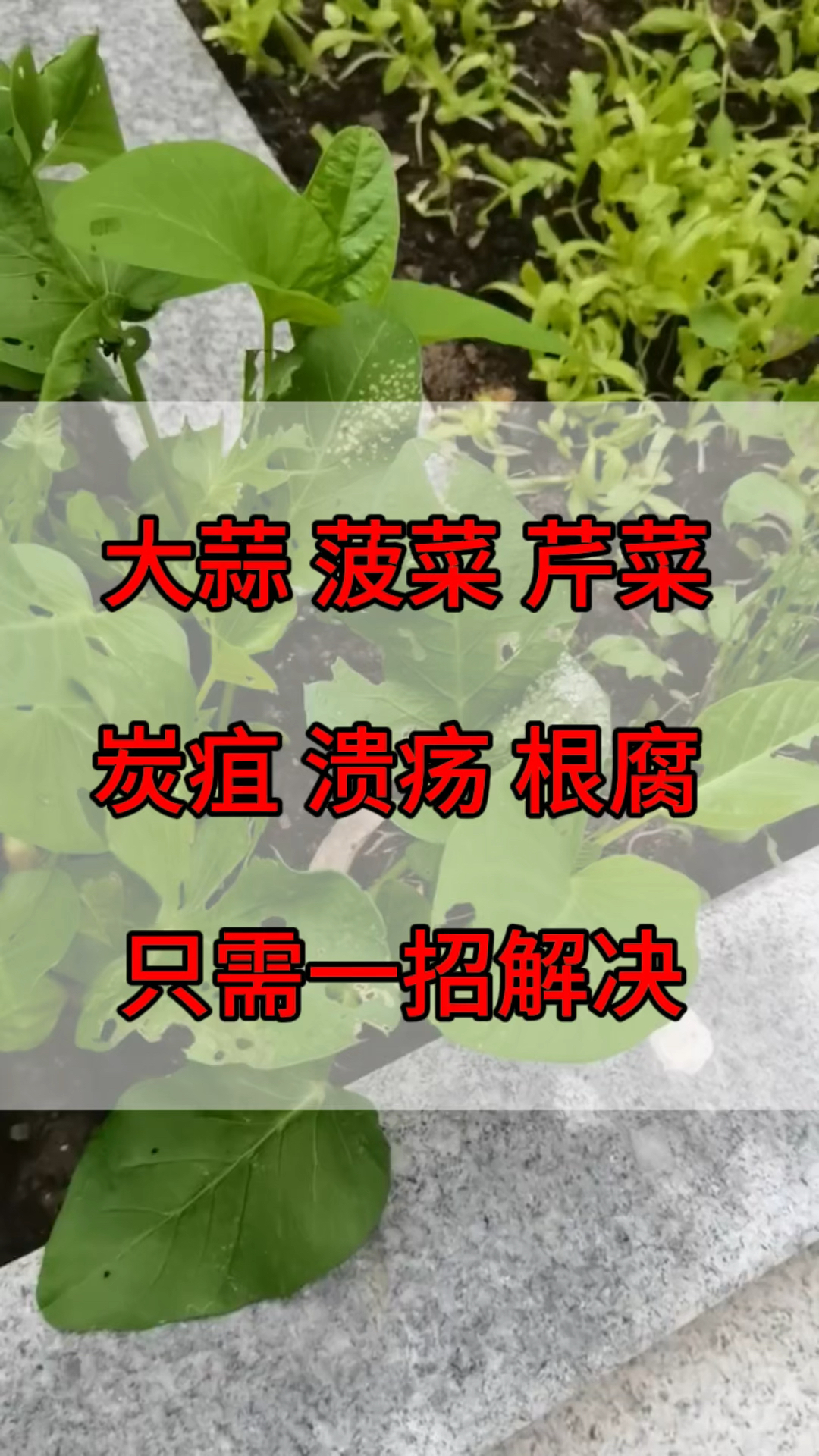 ,大蒜,菠菜,芹菜,病虫害防治