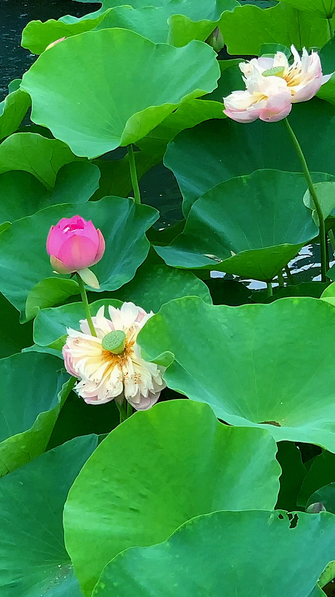 荷花池塘荷花美,潺潺流水心陶醉