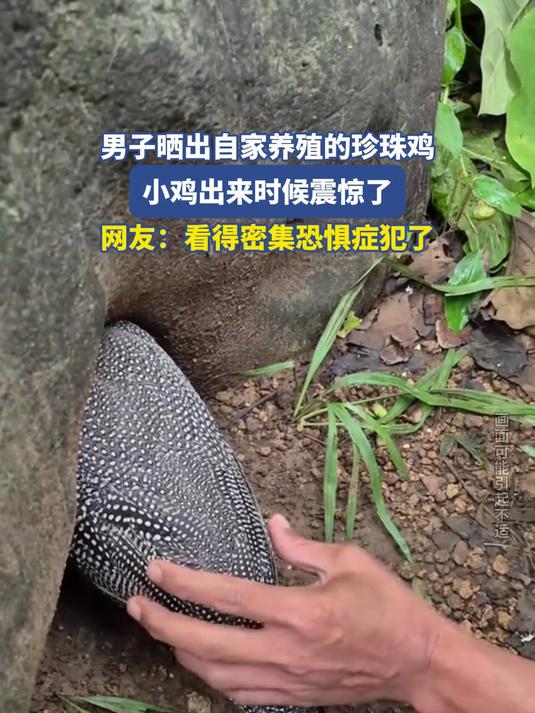 男子晒自家养殖珍珠鸡，小鸡出来时候震惊了，看得密集恐惧症犯了