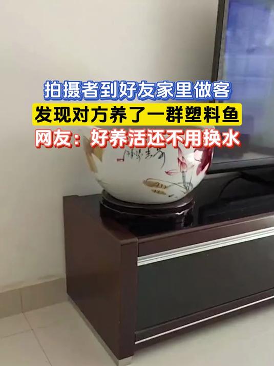 拍摄者到好友家里做客,发现对方养了一群塑料鱼