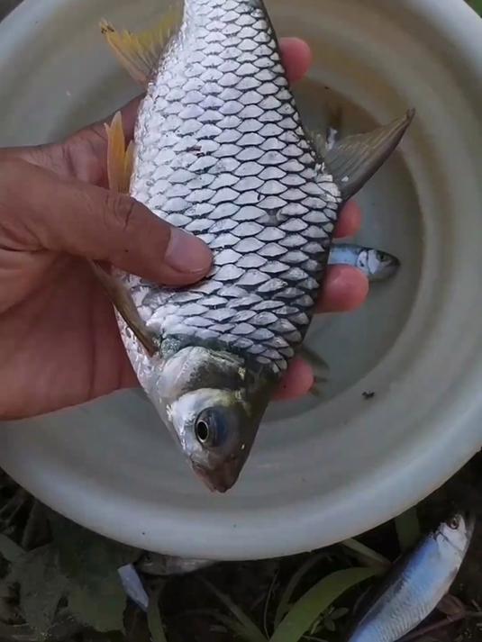 2025年挑战现钓现吃,第二期(哈尼味包烧鱼)!