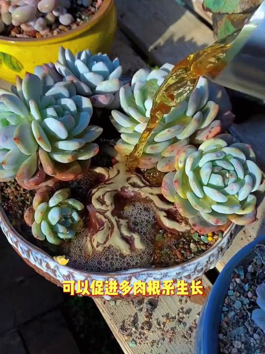 多肉植物怎样浇水容易出状态变老桩!
