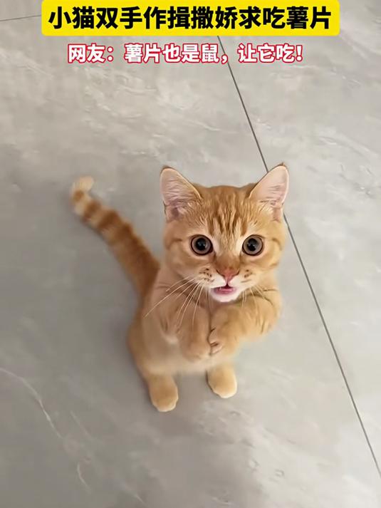小猫双手作揖撒娇求吃薯片,网友:薯片也是鼠,让它吃!