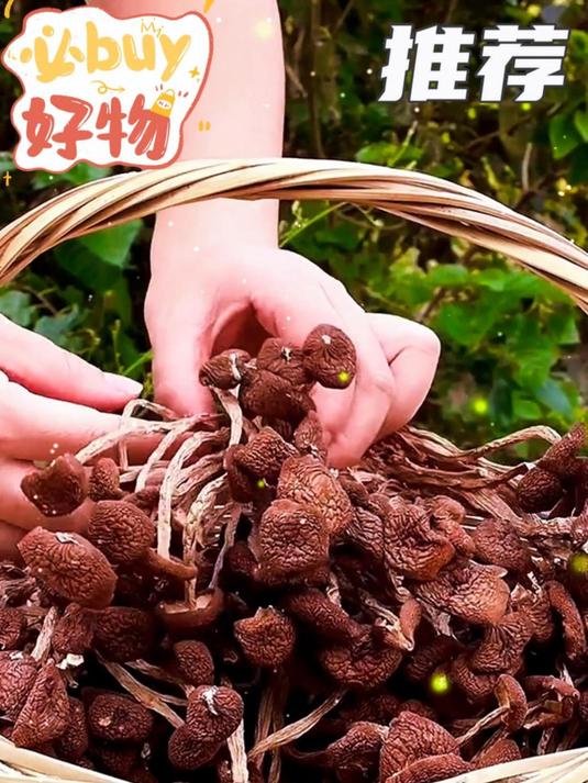 茶树菇干货特级|肉质紧实,炒菜炖鸡鲜到骨子里