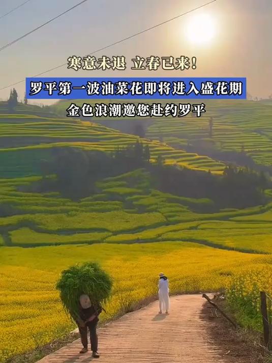 寒意未退,立春已来!罗平第一波油菜花即将进入盛花期