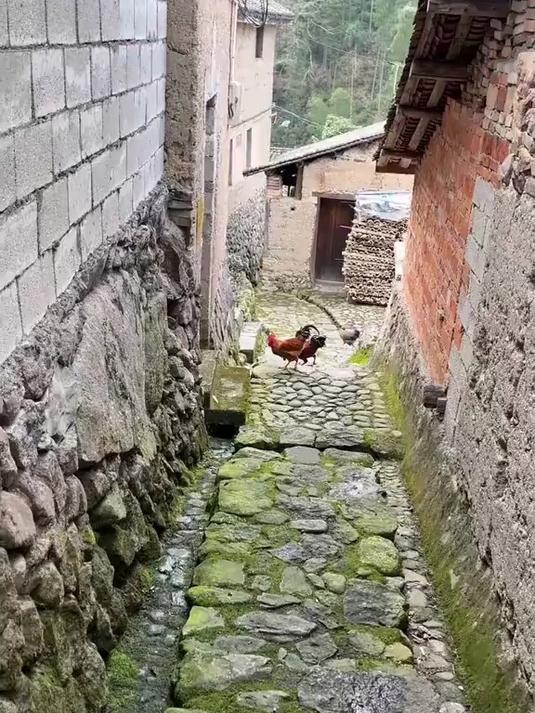 清晨的鸡鸣犬吠，袅袅的炊烟