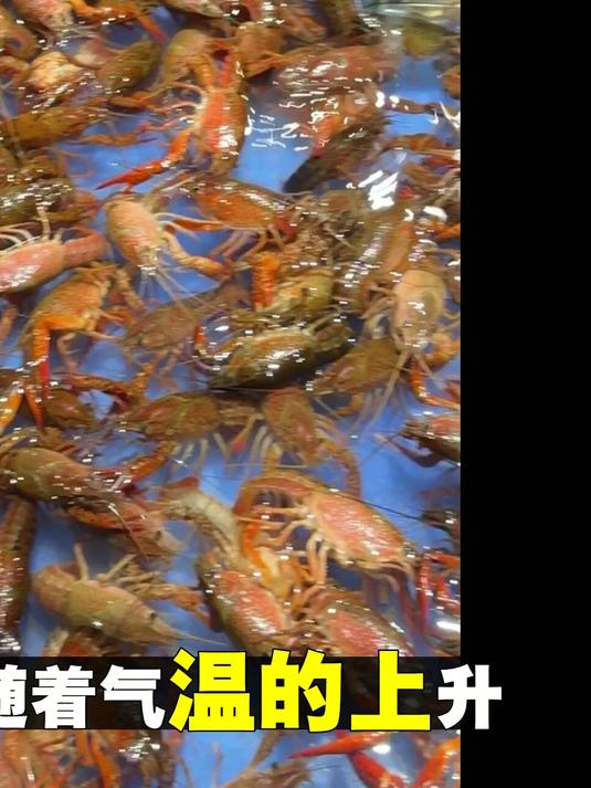 小龙虾批发价大幅下跌，武汉小青虾价格低于5元引市民