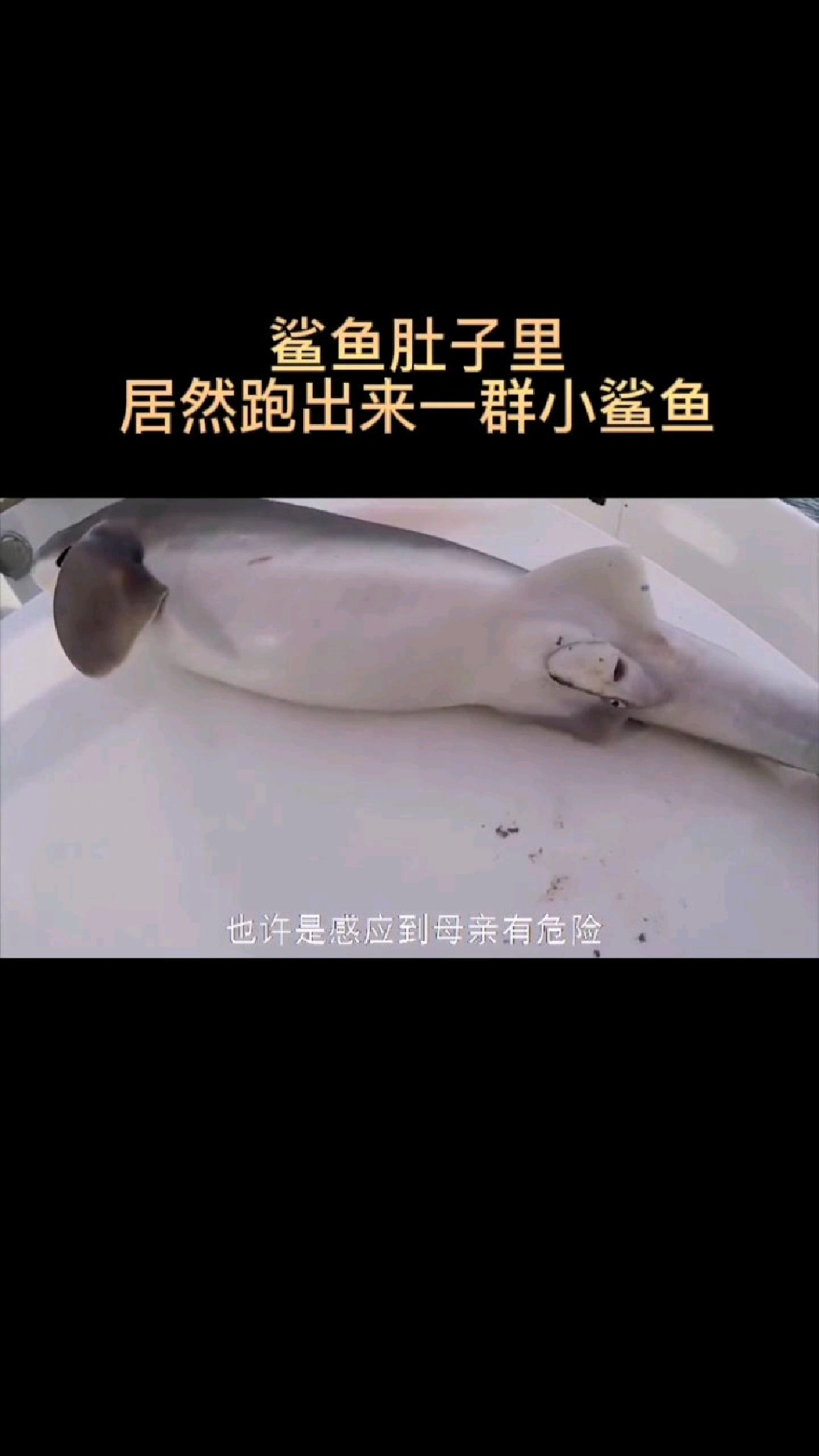 大鲨鱼的肚子里,又跑出来一群小鲨鱼,场面难得一见!