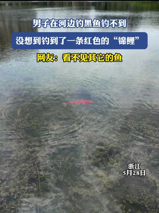 男子在河边钓黑鱼钓不到，没想到钓到了一条红色的“锦鲤”#宝藏城市漫游记#