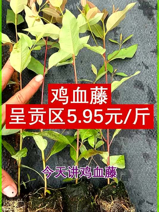 鸡血藤云南昆明市呈贡区5.95元斤