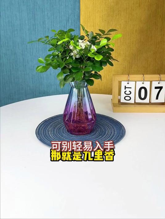 民宿特色装饰,九里香文艺盆栽,提升格调留住游客心