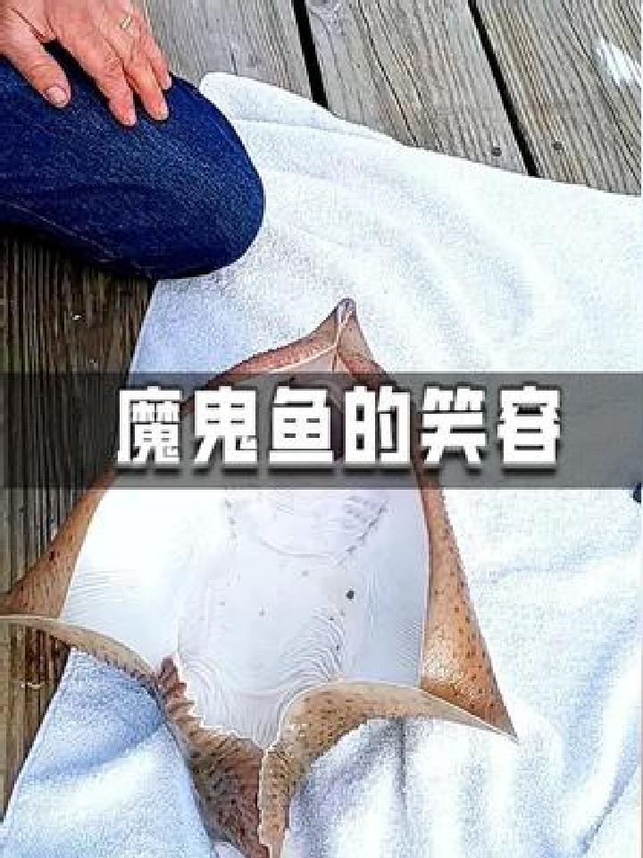 海洋生物 知识科普 你以为魔鬼鱼的笑容,是真的在笑嘛
