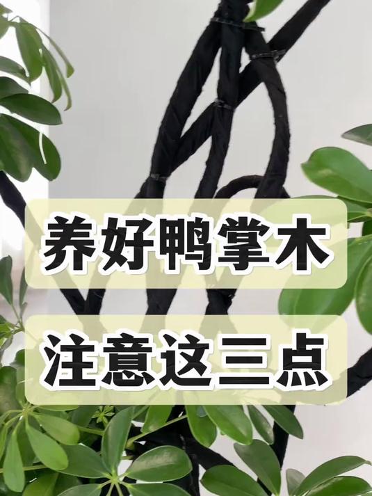 养好鸭掌木,注意这三点