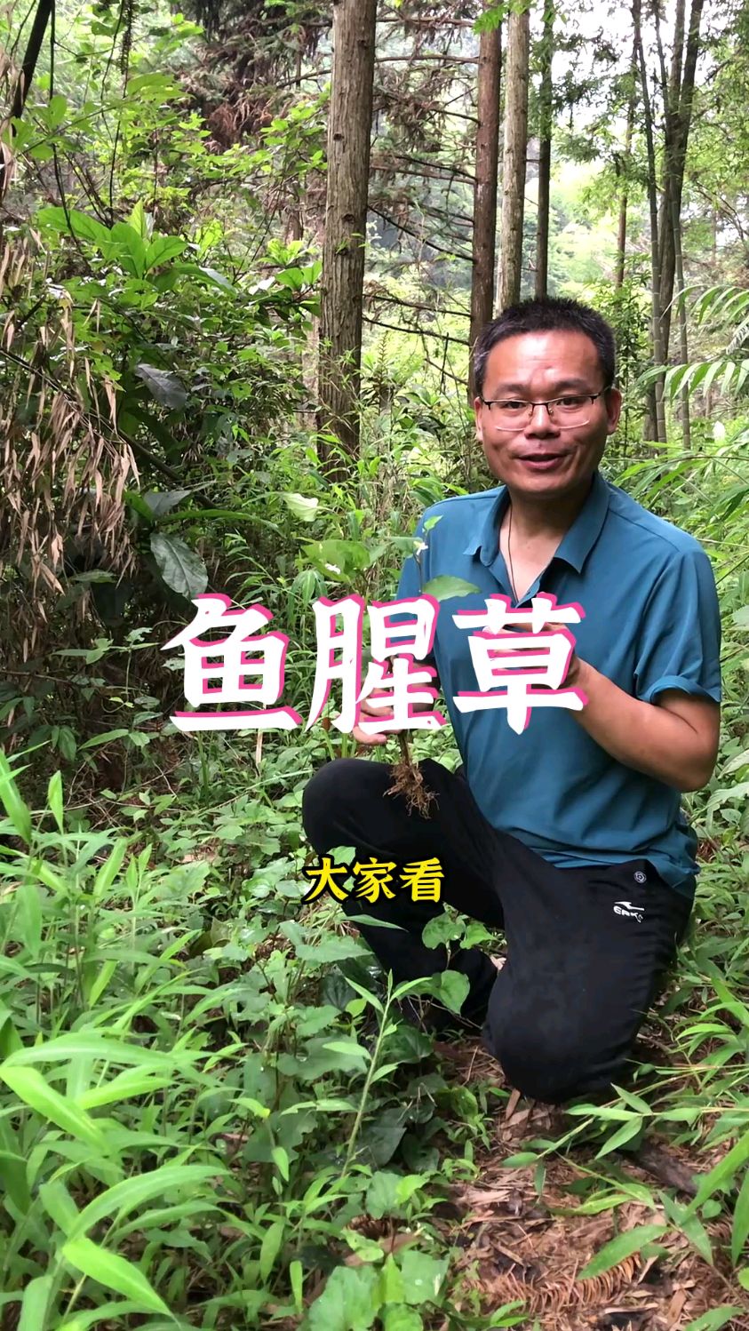 为什么种植的鱼腥草抗病害能力很低?