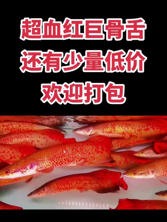 超血红巨骨舌鱼,35-40公分,爆红发色,品质优越